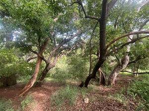 Vacant Land Residential For Sale in Elephant Rock Eco Estate