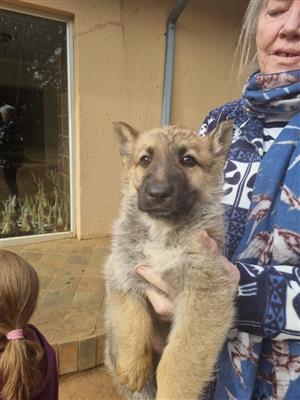 German Shepherd pups