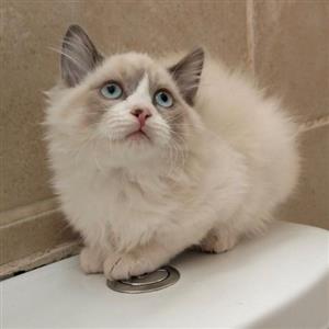 Ragdoll kittens