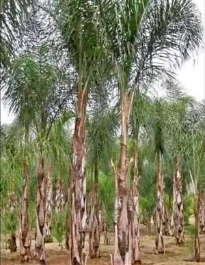 Cocos Palm Tree's We Supply Contact Us For Orders 