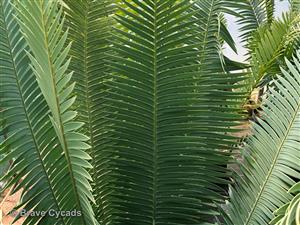 Dioon Spinulosum — Gum Cycad — Giant Dioon