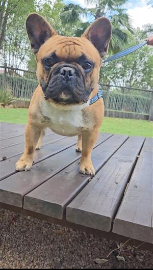 French Bulldog Male