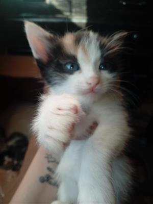 Cute and playful baby kittens for sale 
