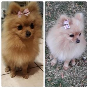 2 Beautiful Pure bred Miniature Pomeranian (Toypom) puppies