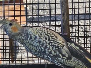 7 week old cockatiels for sale. Please contact Leon