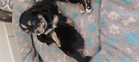 Chihuahua and Yorkshire puppies for SALE