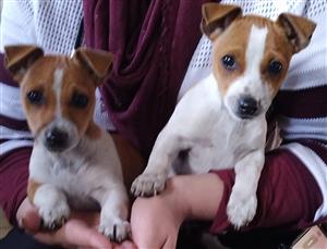 Jack Russell Puppies