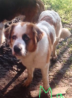 Saint Bernard female.