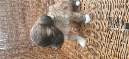 Maltese poodle puppies,