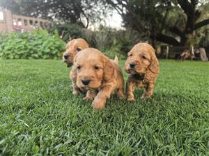 Purebred Cocker Spaniel Puppies available for booking. 