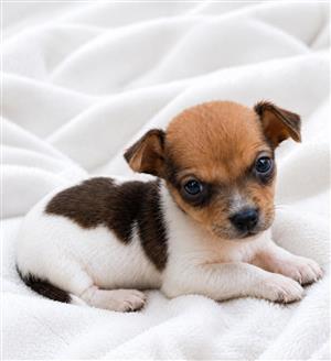 Male Jack Russell puppy 