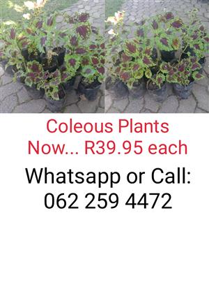 Plants on Special 
