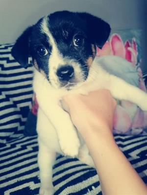 SHORT LEG JACK RUSSELS MALES AND FEMALES 