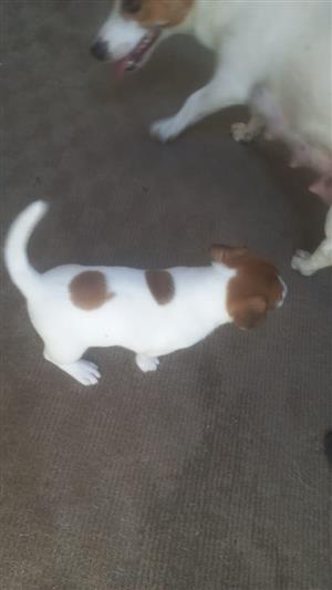 Purebred jack Russel puppies 