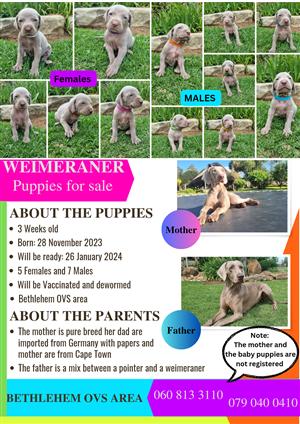 Baby weimeraner puppies for sale. Alomst 4 weeks old. Only 7 puppies left
