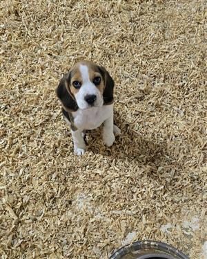 Beagle puppies
