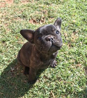 Gorgeous French Bulldog puppies