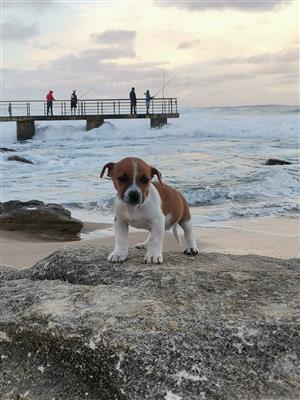 THOROUGHBRED MINATURE PEDIGREE JACK RUSSELL FEMALE PUPPY