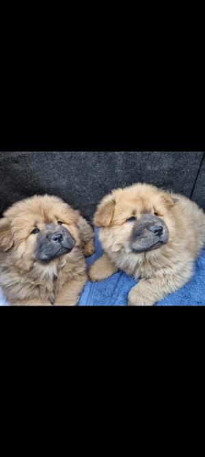 Chow puppies