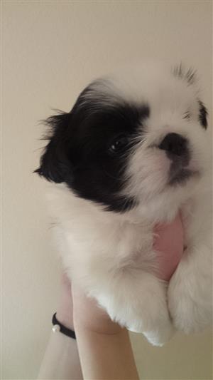 Pekenise black and white male
