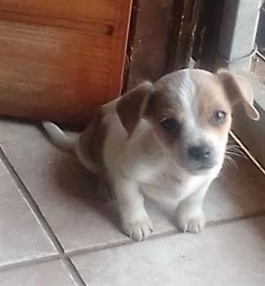 Jack Russell puppy 