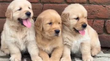 Pure breed Golden Retriever puppies 