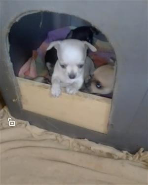Chihuahua Puppie For Sale