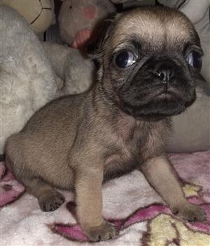 teddy pugs for sale