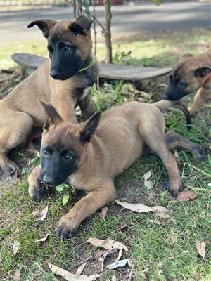 Belgian Malinois puppies