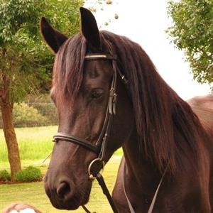Registered SP friesian Mare with foal