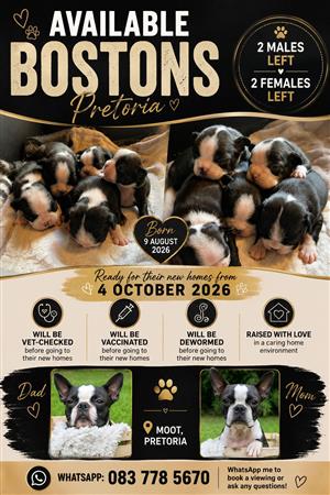 Boston Terrier Puppies (Only 2 Left!)