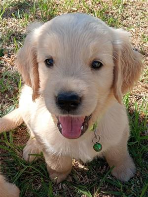 Male Golden Retriever puppy available 