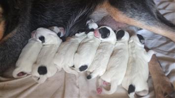 Australian Cattle Pups (blue heelers)