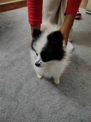 Female Pomeranian 
