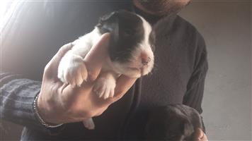 German pointer puppys avaliable