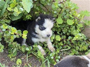 Purebred Siberian Husky Puppies available 
