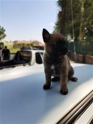 Belgian malinois puppies pure quality pup get best malinois at the best prices 