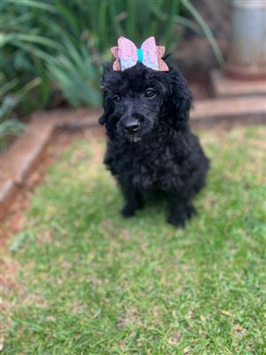 Gorgeous toy poodle girl