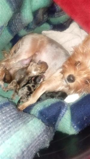 Shorky male puppy. 