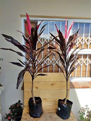 Cordyline Maroon Magic 
