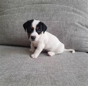 small size jack Russel puppies for sale