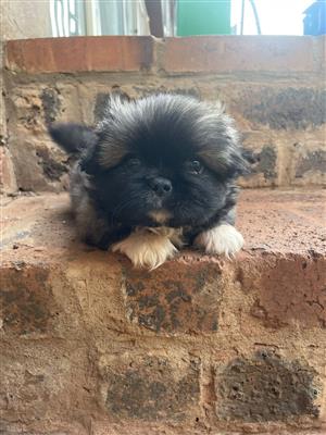 Miniature Pekingese puppies