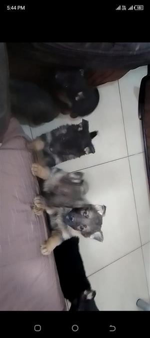 German shepherd 