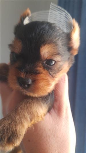 Pretty baby yorkies available 