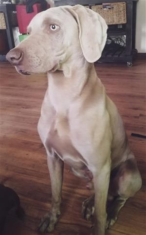 Weimaraner puppies
