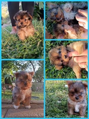 Yorkies Puppies For Sale
