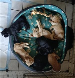 Cocker Spaniel Puppies