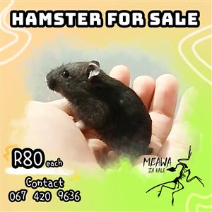 Black Hamster
