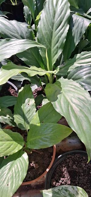 Peace lilly for sale