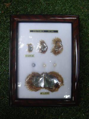 3 Cultured Pearls in Glass frame of different ages & colors. Collector's item fo